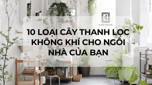 10 loại cây thanh lọc không khí cho ngôi nhà của bạn